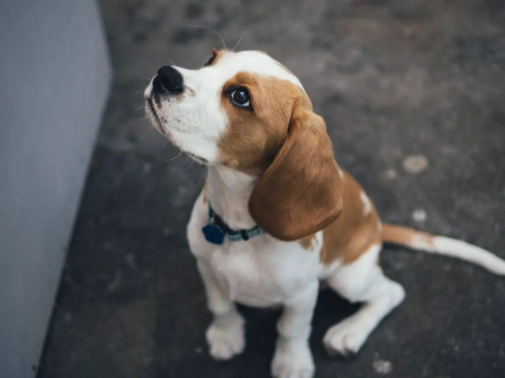 Best Goods for Beagle Puppies
