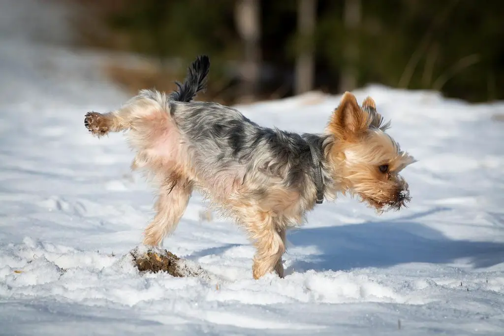 Why Do Dogs Pee On Tires?