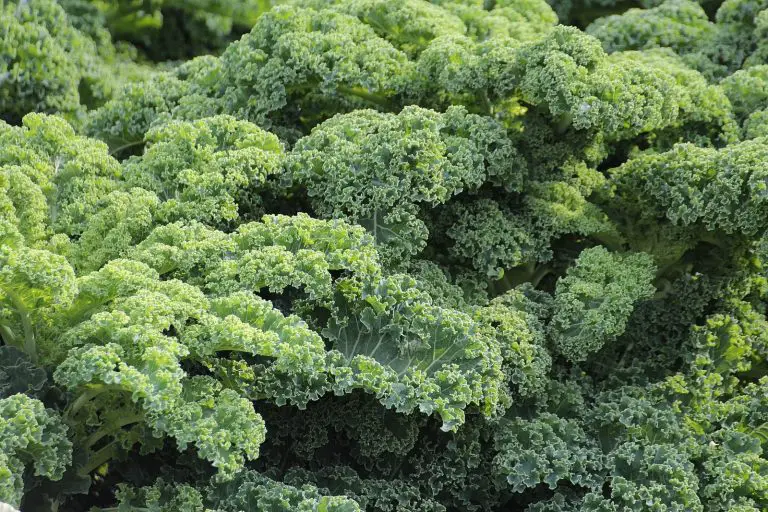 Can Dogs Eat Kale? The Best Guide to Know Everything.