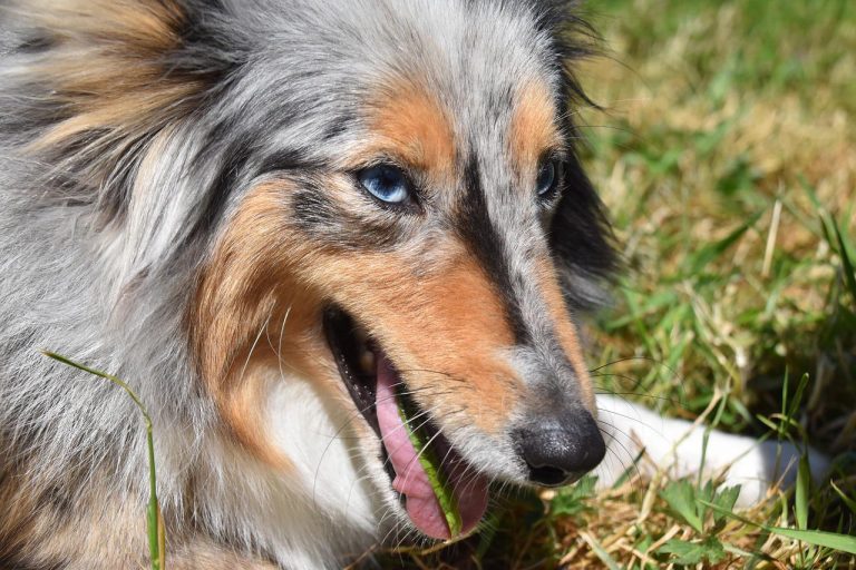 Why is my Dog Eating Grass and Vomiting?