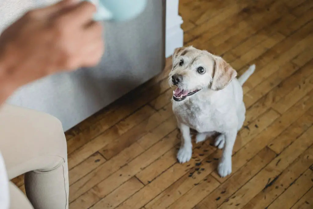 How To Stop My Dog From Pooping In The House?