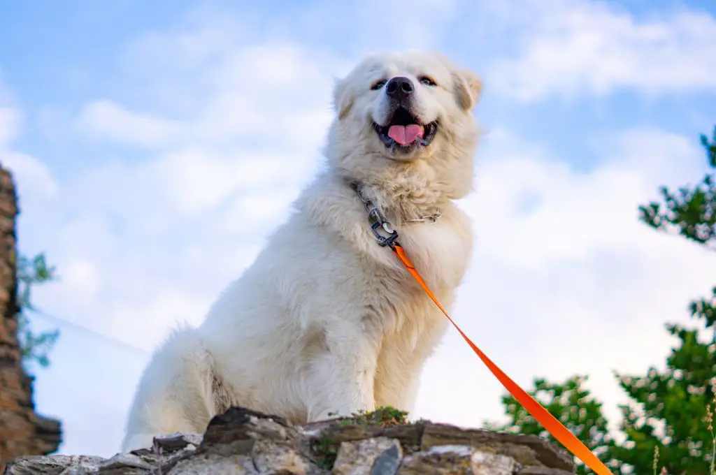You Need These 5 Best Dog Food For Great Pyrenees