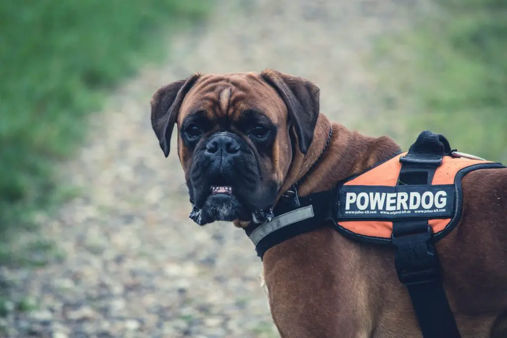 Training a Service Dog