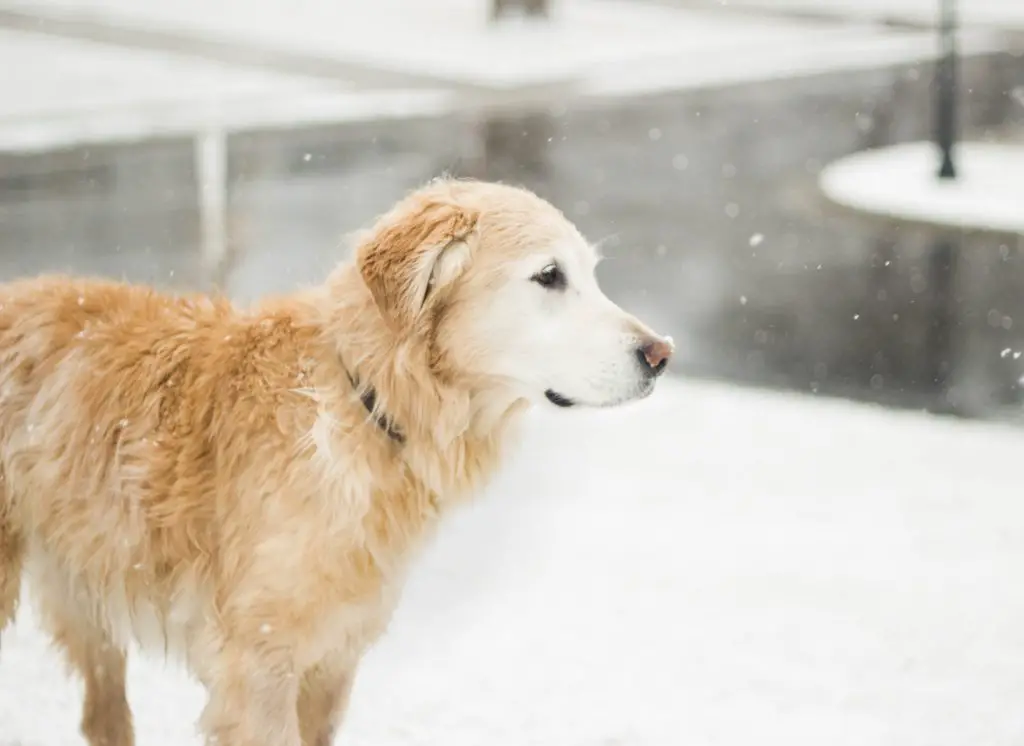 Winter Holiday Hazards for Dogs