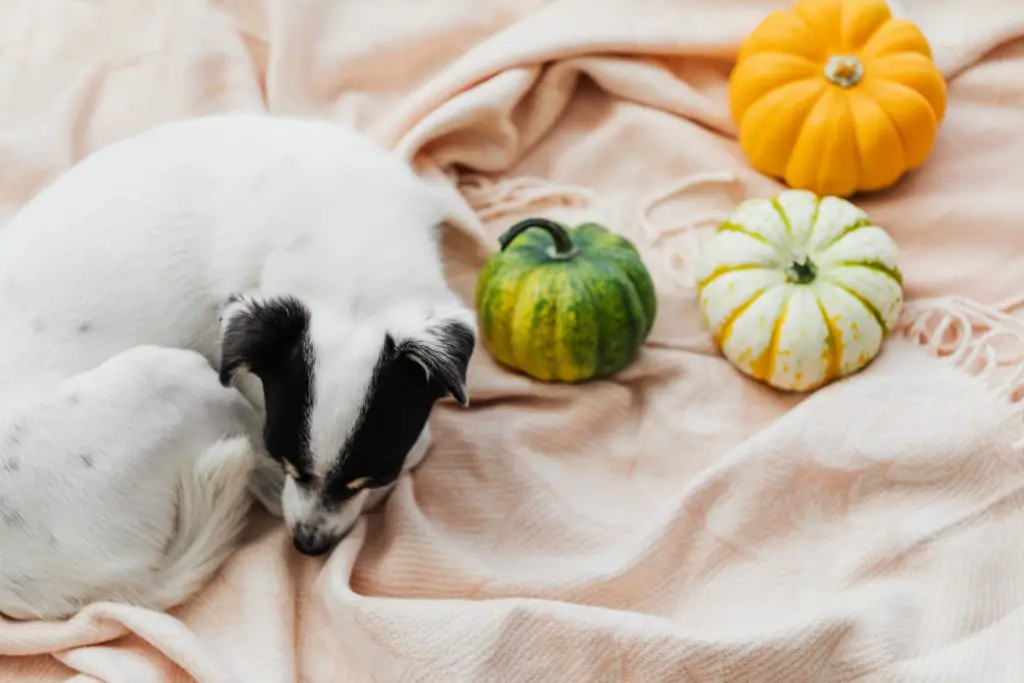 Can Dogs Eat Squash?