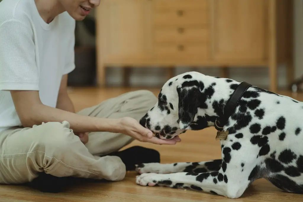 Can Dogs Eat Blackberries?