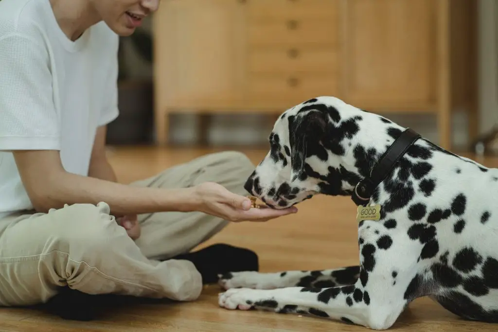 Can Dogs Eat Salmon?