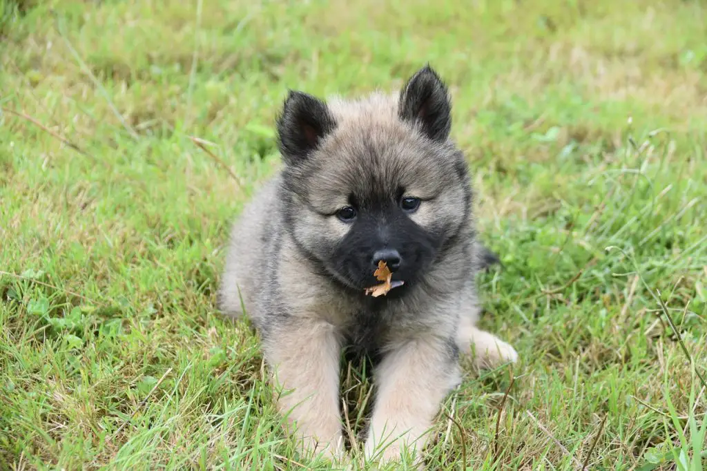 Why is my Dog Eating Grass and Vomiting?