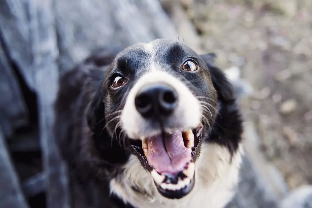 Can Dogs Eat Squash?