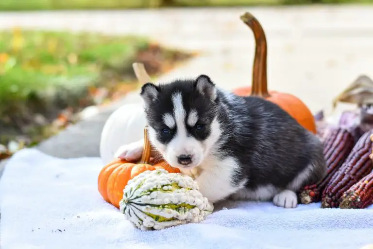 Can Dogs Eat Squash? The Surprising Fact Revealed!