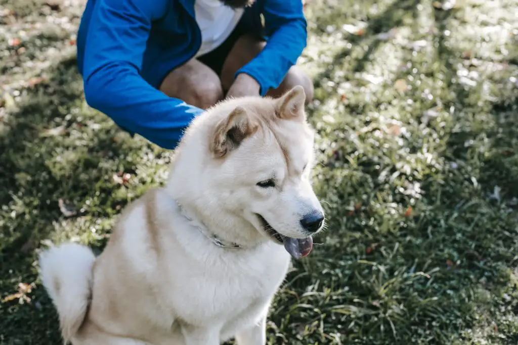 Can Dogs Eat Cauliflower?