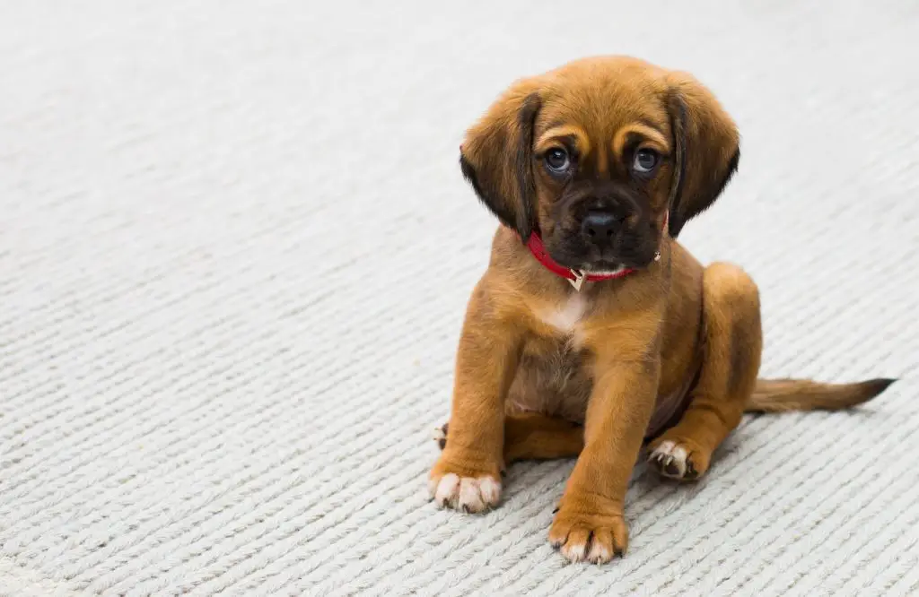 Why Does My Dog Pee Next To The Pad?