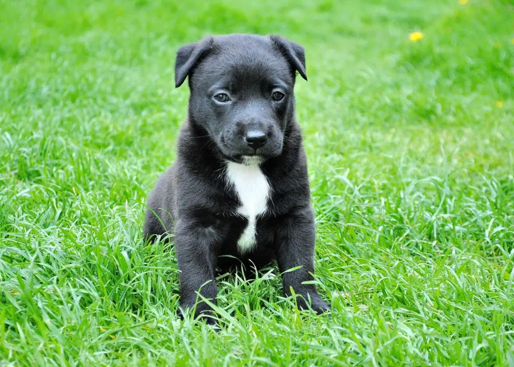 Why is my Dog Eating Grass and Vomiting?