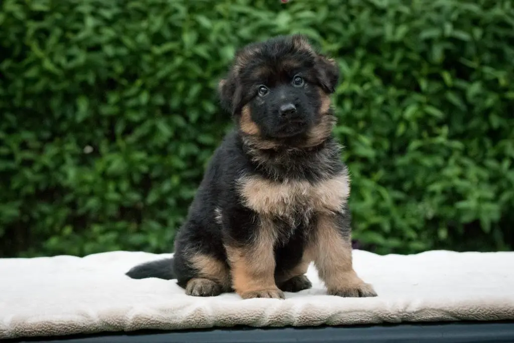 Best Dog Bed For German Shepherd