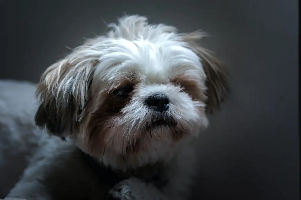 Shih Tzu Best Houses, Kennels, and Crates