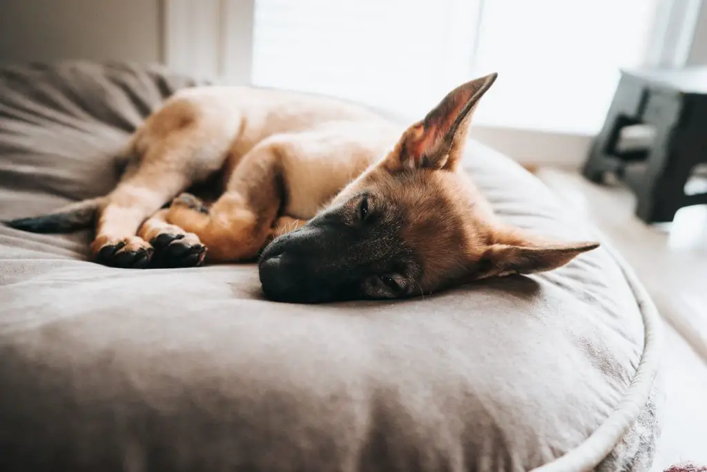 Best Dog Bed For German Shepherd