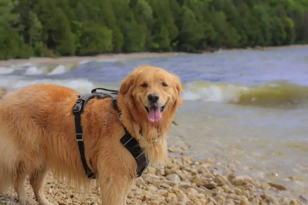 Best Golden Retriever Dog Harnesses