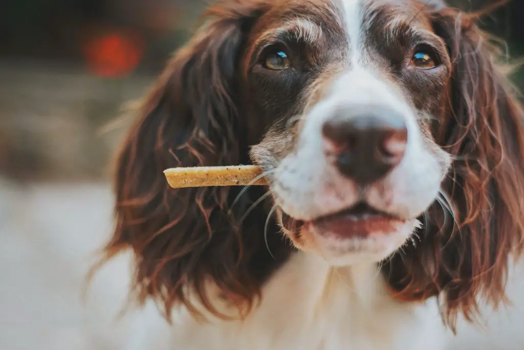 Best Dry Dog Food For Skin Allergies