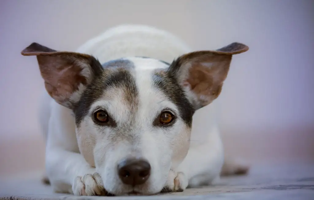 Can Dogs Eat Oats?