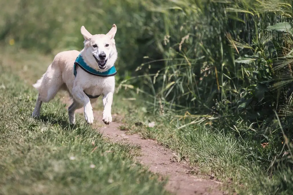 Signs Your Dog Might Need More Exercise