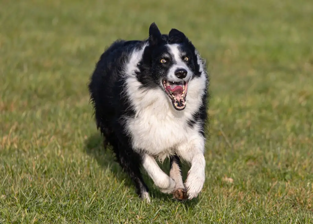 Why Do Dogs Sneeze When We Play With Them?