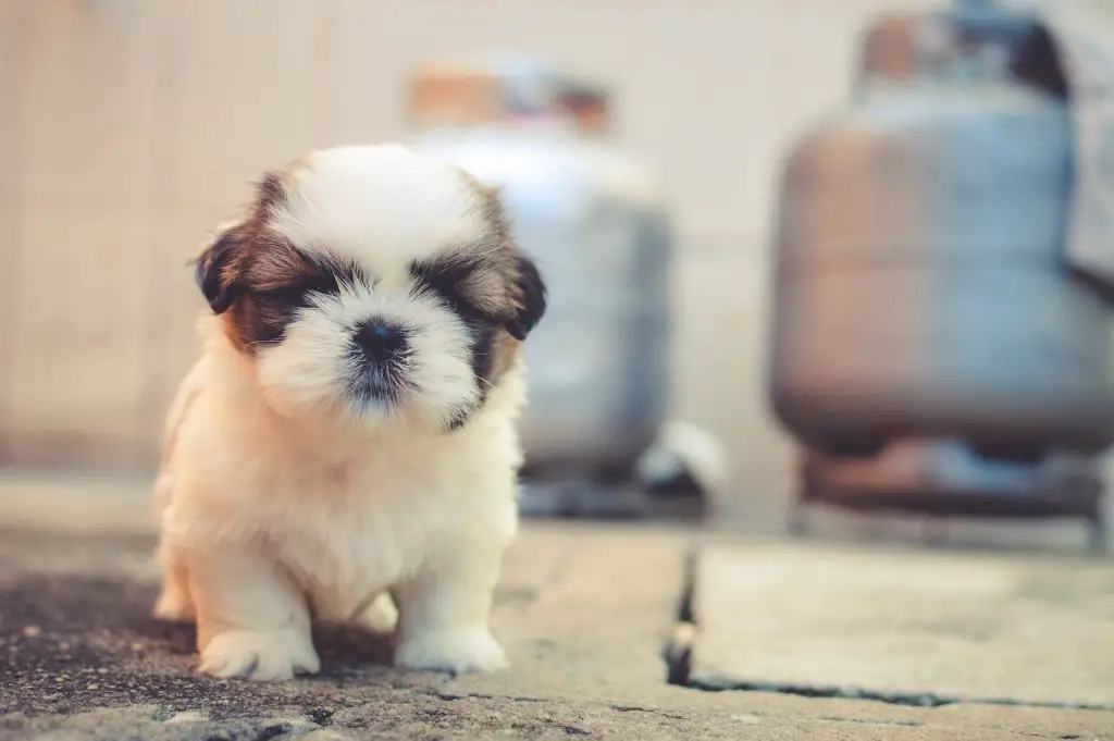 Why Does My Dog Pee Next To The Pad?