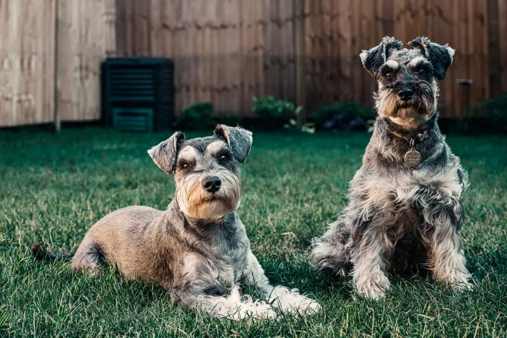 How Much Does A Miniature Schnauzer Cost?