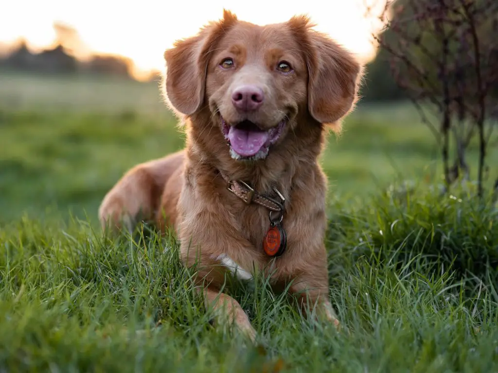 Best Dog Training Collar Under 100 Dollars