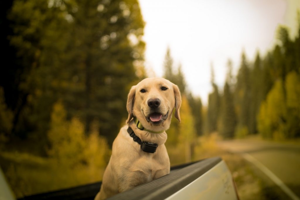 selective focus photography of short-coated brown dog on pickup truck