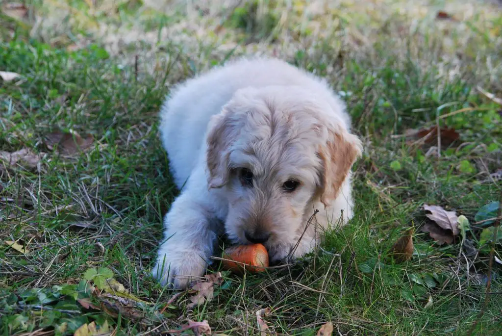 Can Dogs Eat Carrots