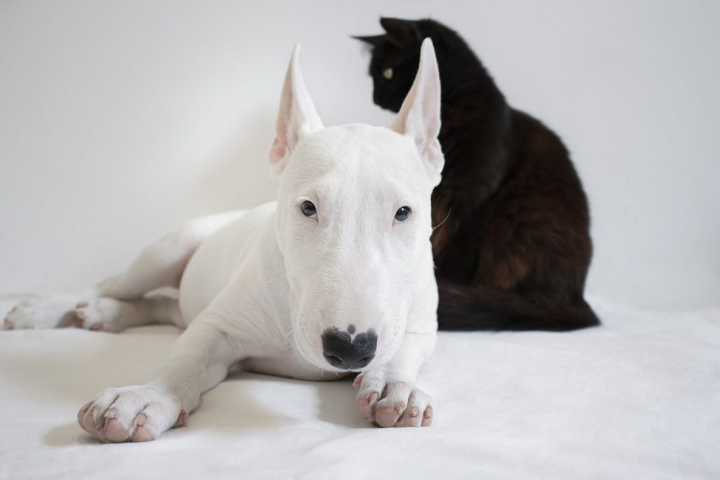Best Dog Food For Bull Terriers