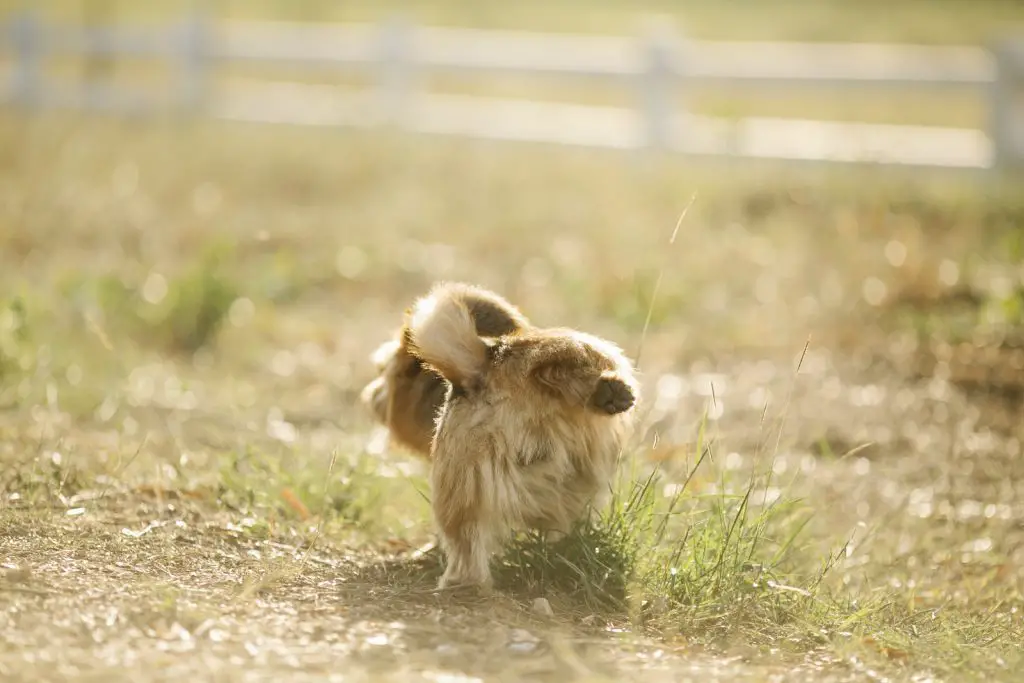 Why Do Dogs Pee On Tires?