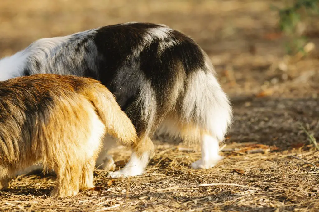 Why Do Dogs Tuck Their Tails?