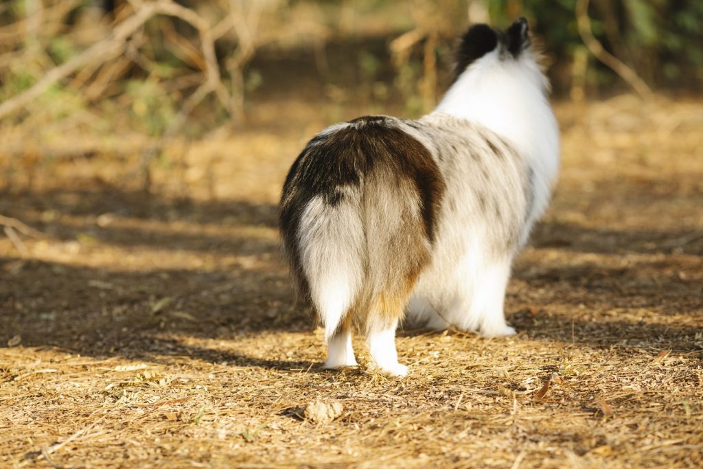 Collie with fluffy tail on path in park