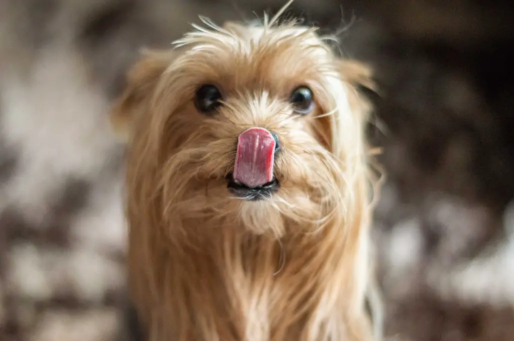 Can Dogs Eat Blueberries?