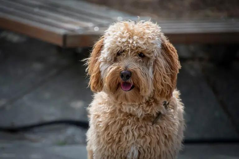 Get These 5 Best Dog Food For Labradoodles