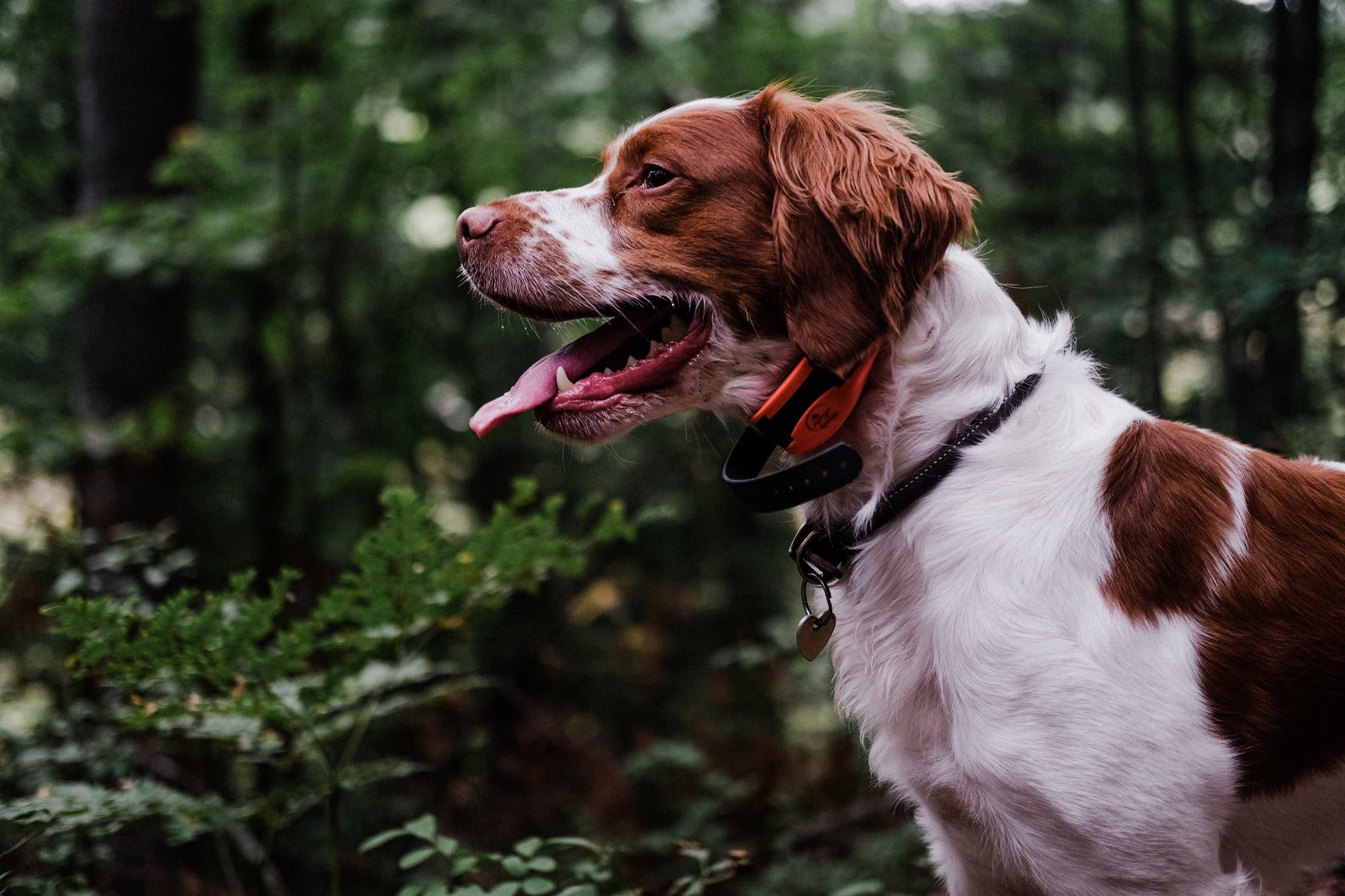 Why Do Dogs Hate It When You Blow On Them?