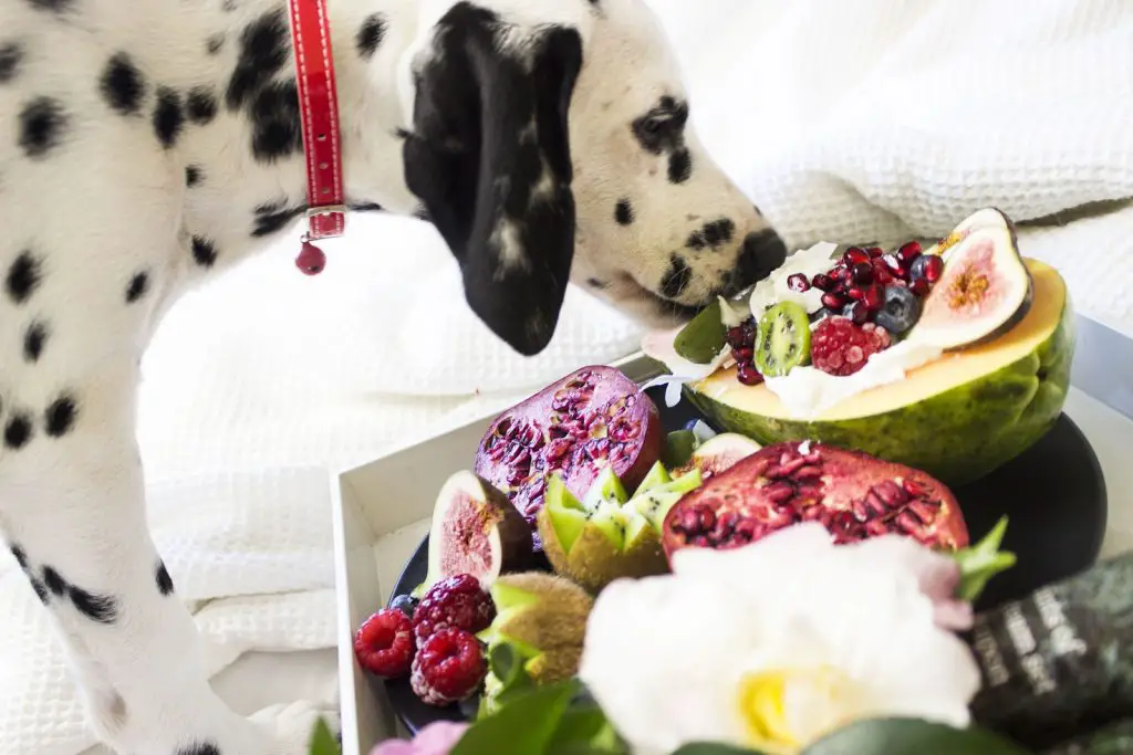 Can Dogs Eat Blueberries?