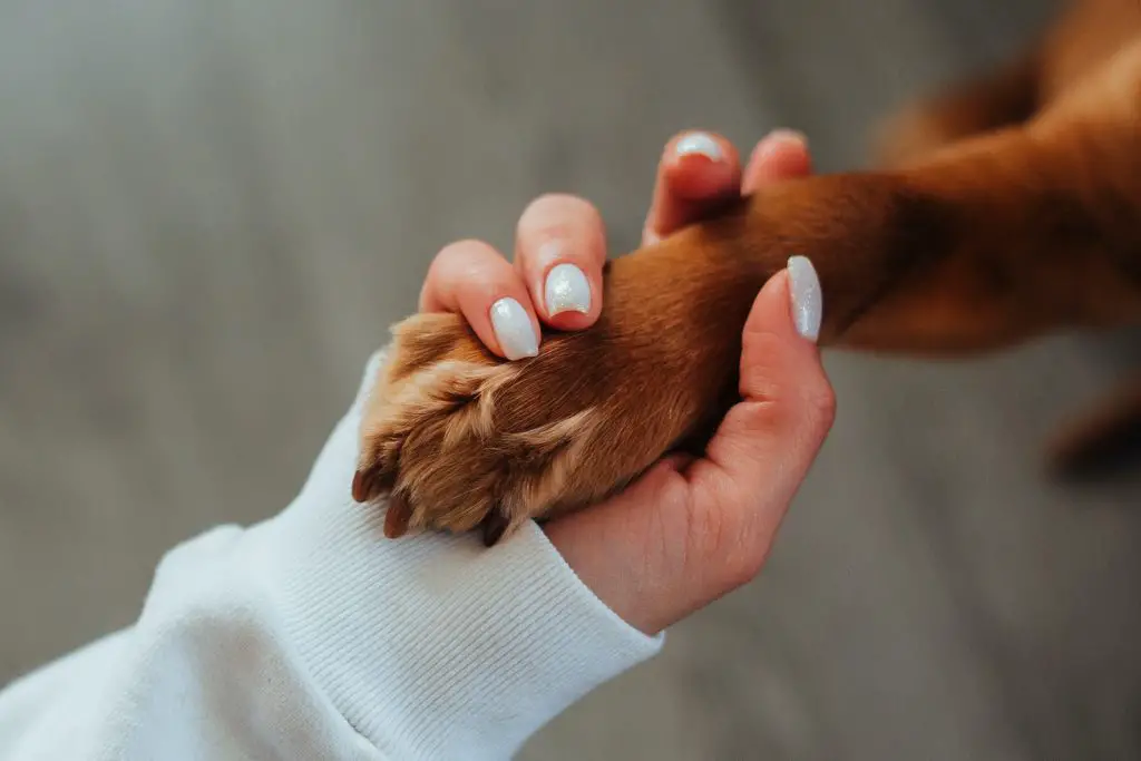 What you Should Know About Dog Care