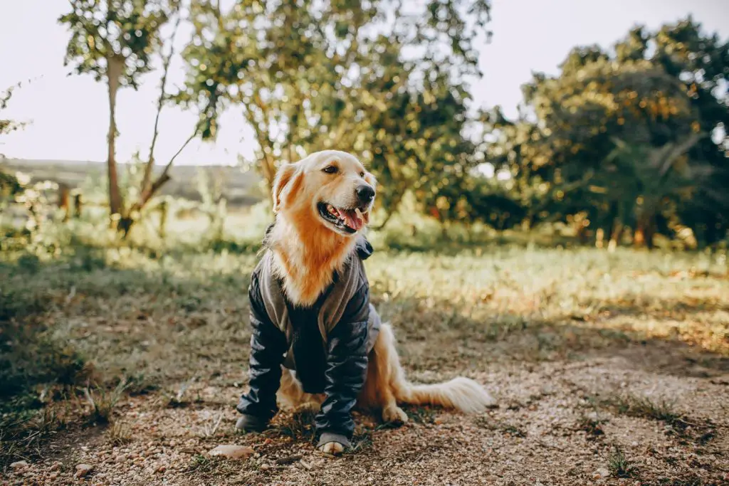 Golden Retriever sitting in countryside