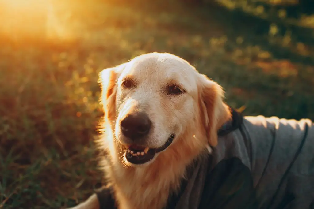 Golden Retriever Clothes