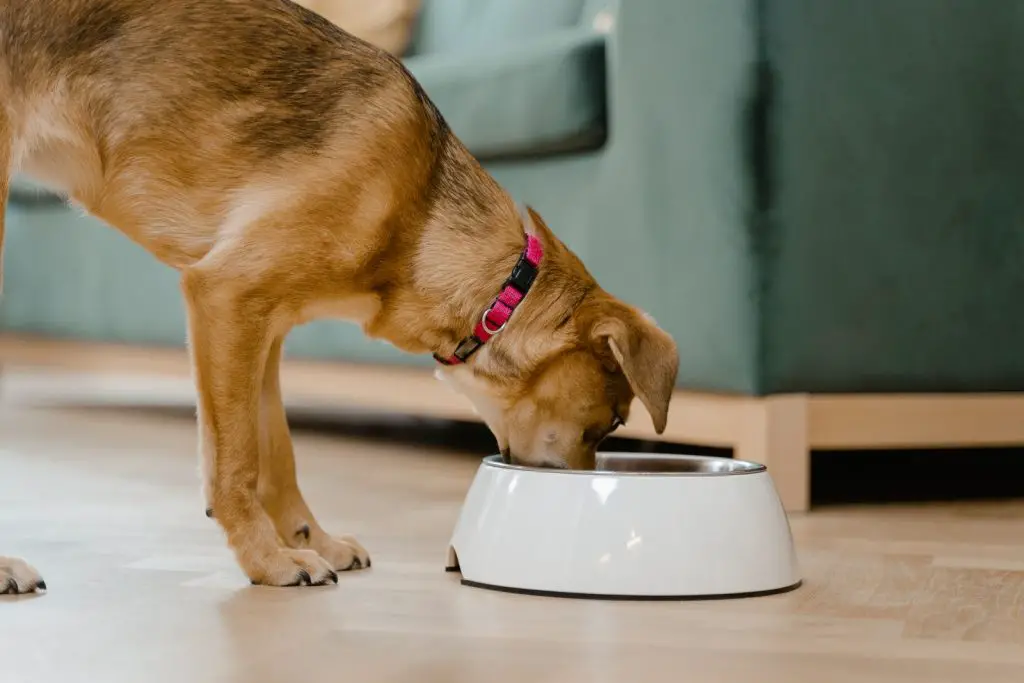 Can Dogs Eat Dairy?