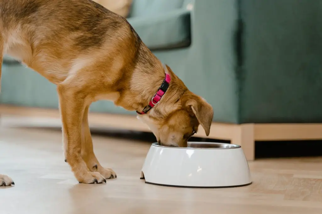 Can Dogs Eat Almond Butter?