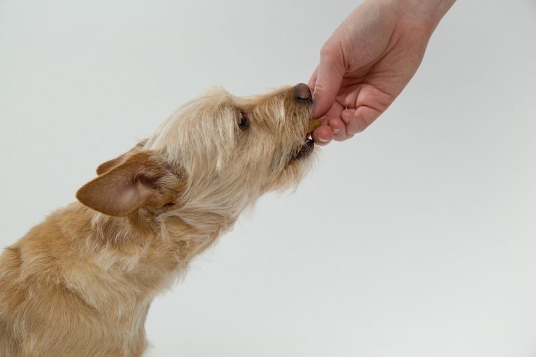 The Best Things About Can Dogs Eat Almonds?