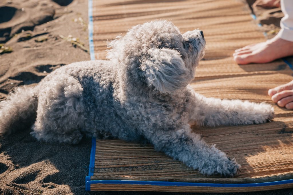 Best Outdoor Doormat for Dogs