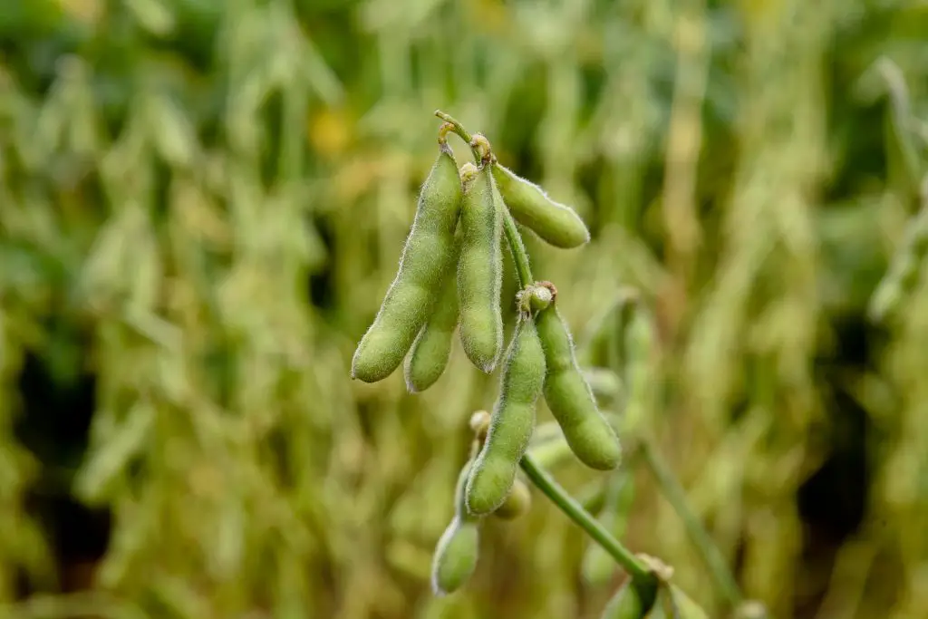 Can Dogs Eat Edamame Beans?