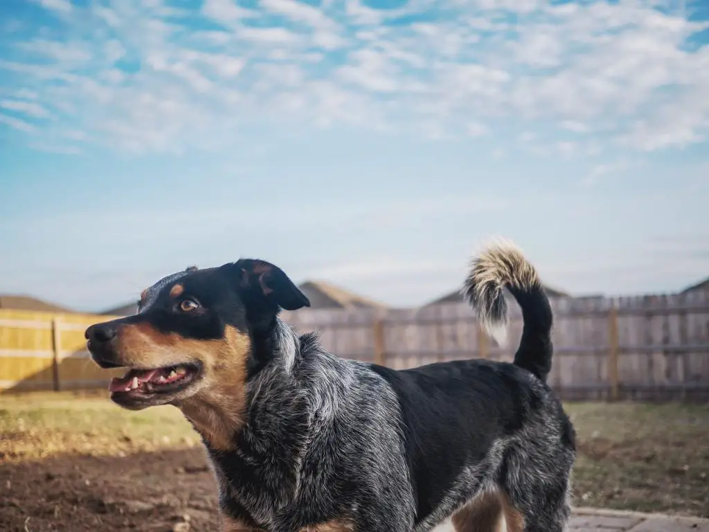 Best Wireless Dog Fence For Large Acreage