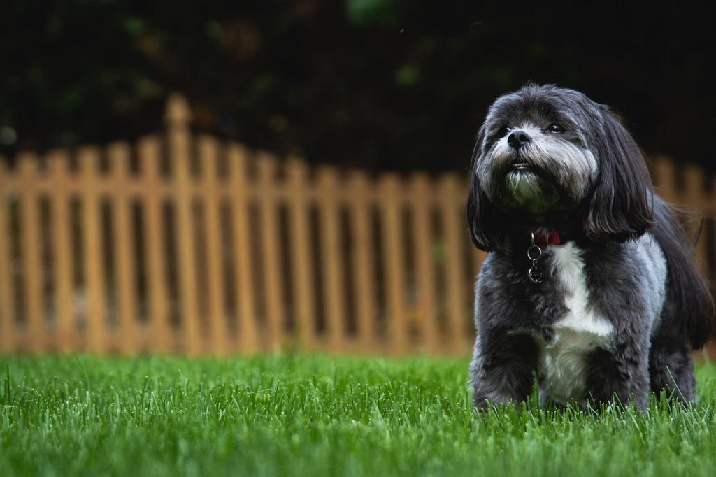 Best Wireless Dog Fence For Large Acreage