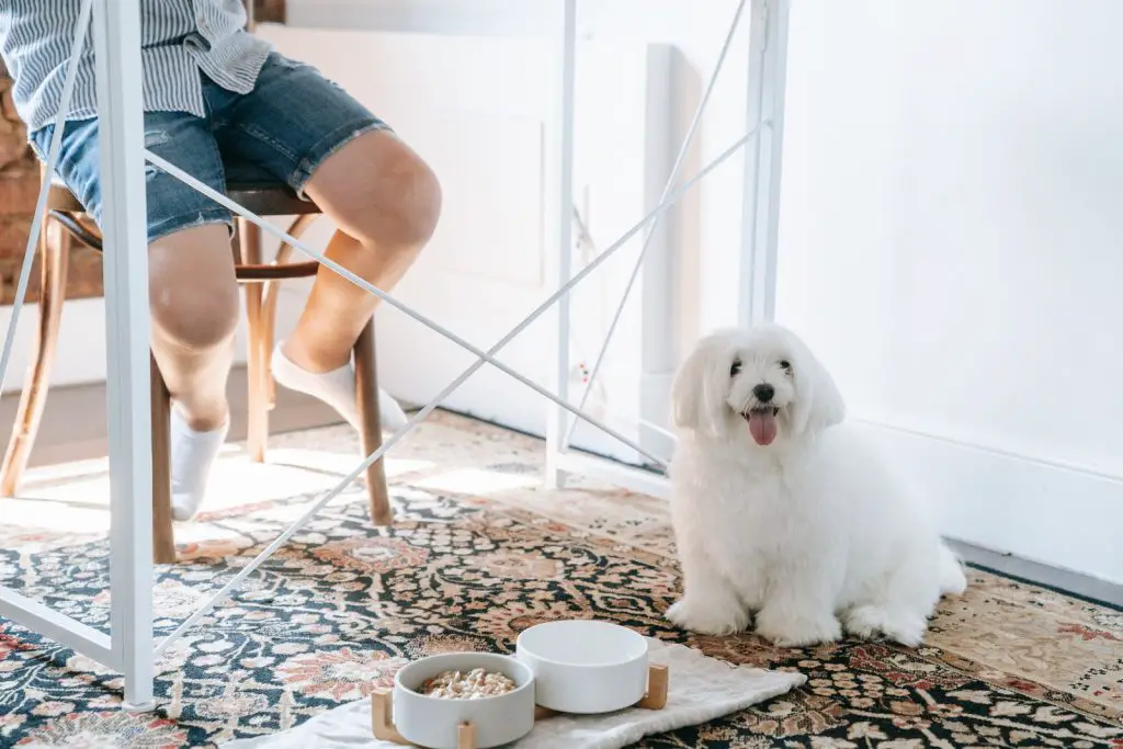 Can Dogs Eat Green Beans?