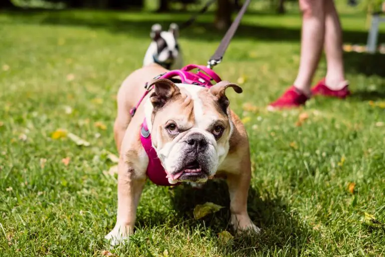 Why Are English Bulldogs So Expensive?